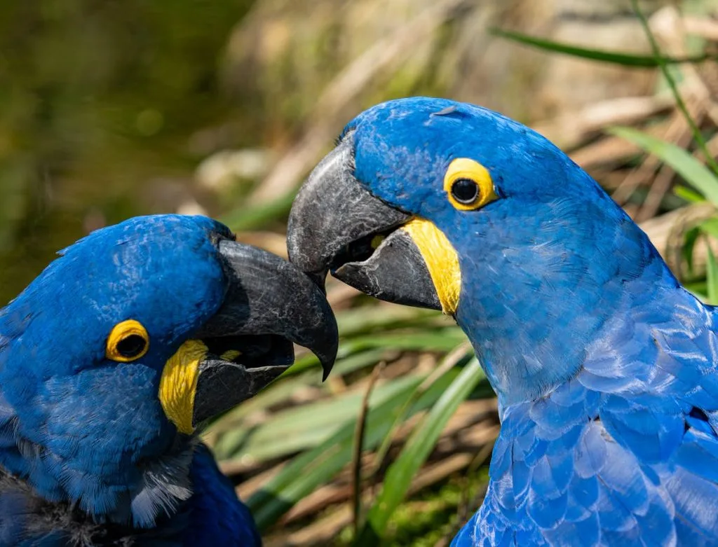 These Fun Facts About Birds